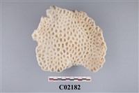 藏品(珊瑚化石)的圖片